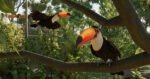 Planet Zoo 2 Highlights Flying Bird & Aquatic Species in First Gameplay Trailer