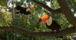 Planet Zoo 2 Highlights Flying Bird & Aquatic Species in First Gameplay Trailer
